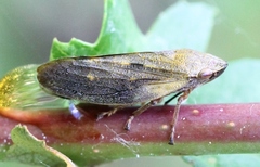 Omalophora pectoralis