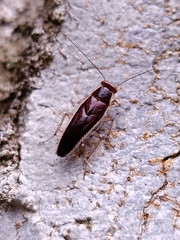 Pseudophyllodromia laticeps