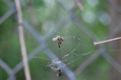 Metepeira labyrinthea