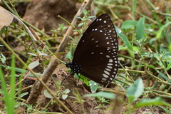 Euploea klugii