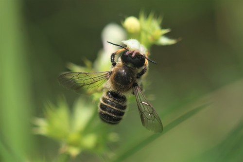 Banded Mud Bee, photo 6 of 10