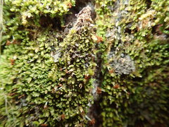 Douinia ovata