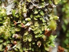 Douinia ovata