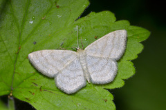 Scopula ternata