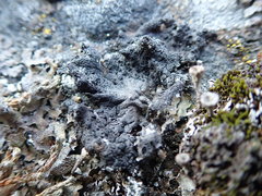 Umbilicaria torrefacta