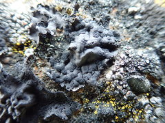 Umbilicaria torrefacta