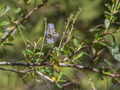 Ceanothus parryi