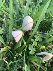 Conocybe apala