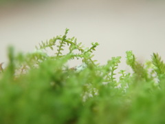 Douinia ovata