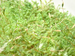 Douinia ovata