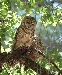 Strix occidentalis lucida