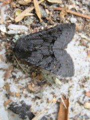 Apamea impulsa
