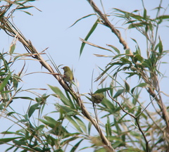 Zosterops erythropleurus