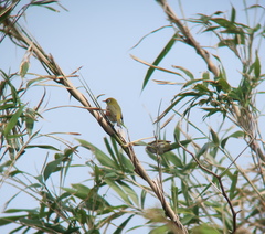 Zosterops erythropleurus