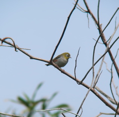 Zosterops erythropleurus