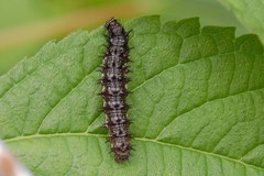 Nymphalini