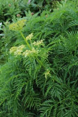 Molopospermum peloponnesiacum