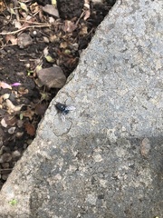 Calliphora