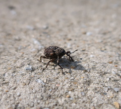 Ectatorhinus adamsii