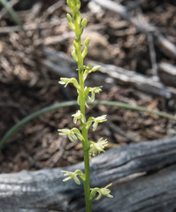 Platanthera leptopetala