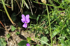Viola dubyana