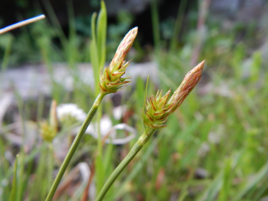 Carex subg. Carex