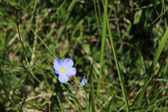 Linum alpinum
