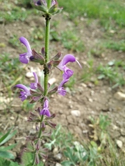 Salvia virgata