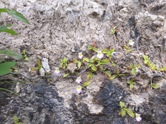 Pinguicula hirtiflora