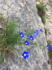 Linum alpinum