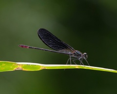 Calopteryx haemorrhoidalis