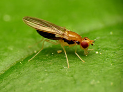 Psila