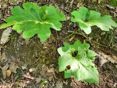 Silphium compositum