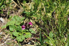 Pedicularis rostratocapitata