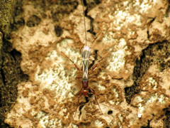 Doryctinae