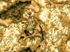 Doryctinae