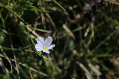 Linum alpinum