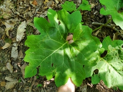 Silphium compositum