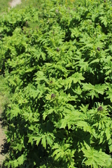 Cirsium alsophilum