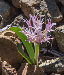 Allium falcifolium