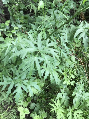 Sibirinis barštis nuotrauka