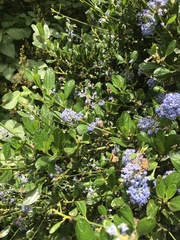 Apis mellifera