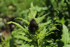 Cirsium alsophilum