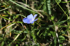 Linum alpinum