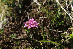 Daphne striata