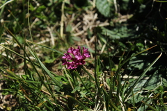 Daphne striata