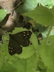 Pararge aegeria