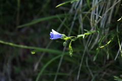 Linum alpinum