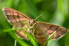 Idaea serpentata