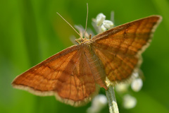 Idaea serpentata